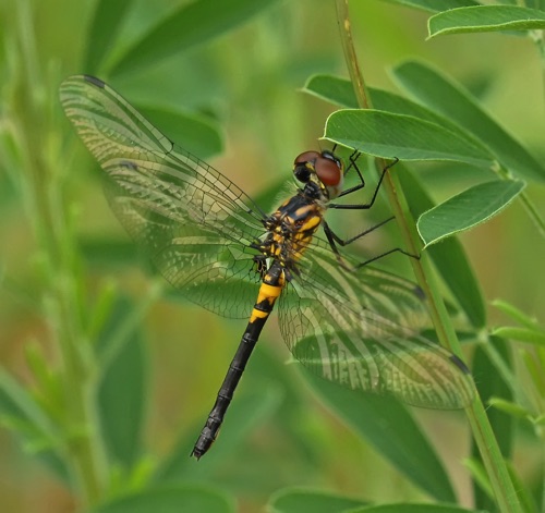 Female
2012_05_04_Chesterfield_SC